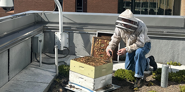 UMB’s Bees Featured as Part of Campus Sustainability Month - Alumni